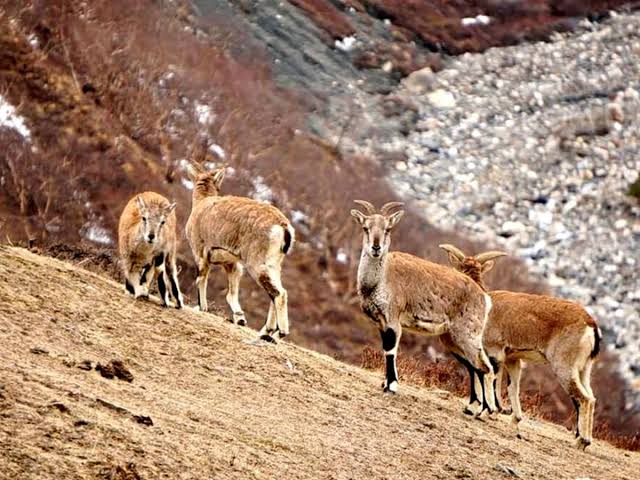 Dhorpatan Hunting Reserve
