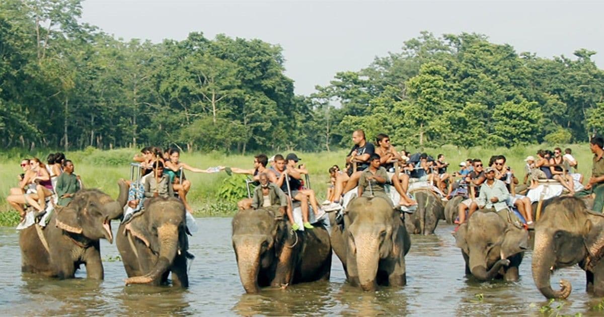 Chitwan Jungle Safari tour image