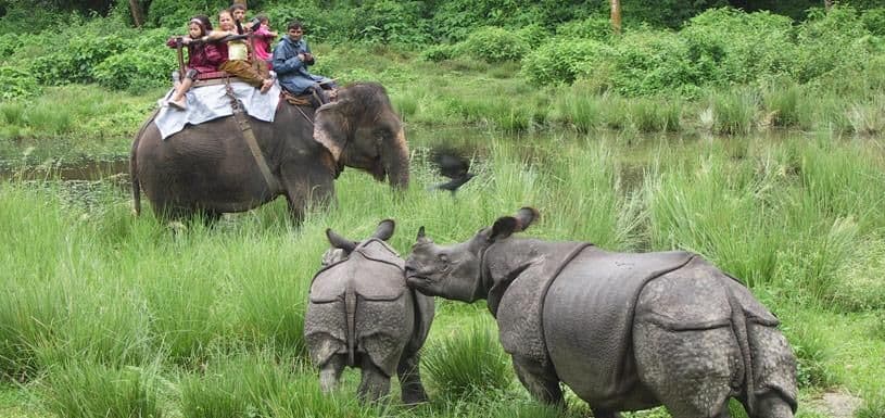 Chitwan jungle and wildlife experience